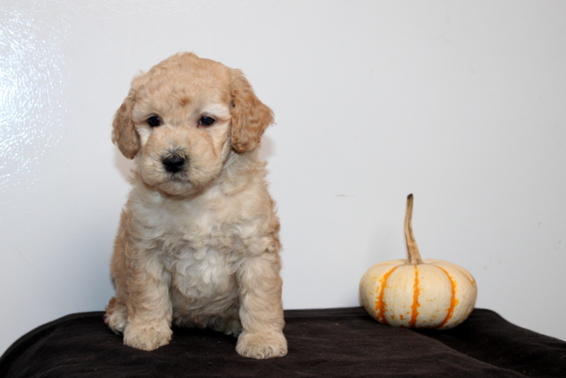 puppy, for, sale, Mini Golden Doodle F2, Matthew B. Stoltzfus, dog, breeder, Gap, PA, dog-breeder, puppy-for-sale, forsale, nearby, find, puppyfind, locator, puppylocator, aca